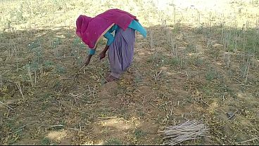 खेत में काम करती लड़की को देसी बॉयफ्रेंड ने दी जबरदस्त चुदाई