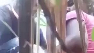 Village Couple Getting Dirty And Wild In The Sugarcane Field